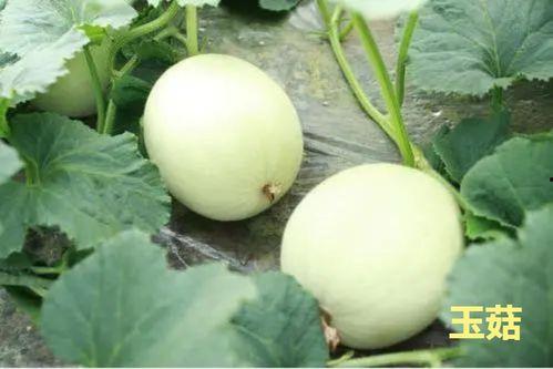 占瓜可以怎么吃,解锁夏日瓜果新吃法