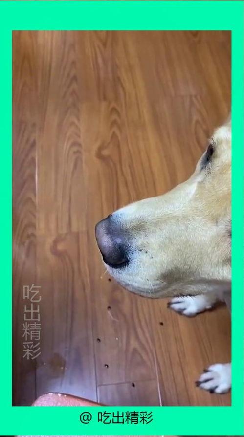 暗自吃瓜的狗子,揭秘“吃瓜群众”背后的狗子世界