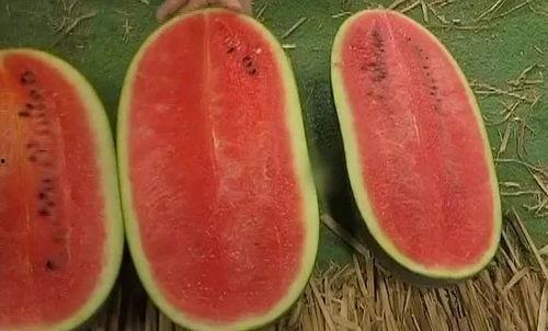 吃瓜趣味指南,趣味指南带你轻松解锁瓜界奥秘