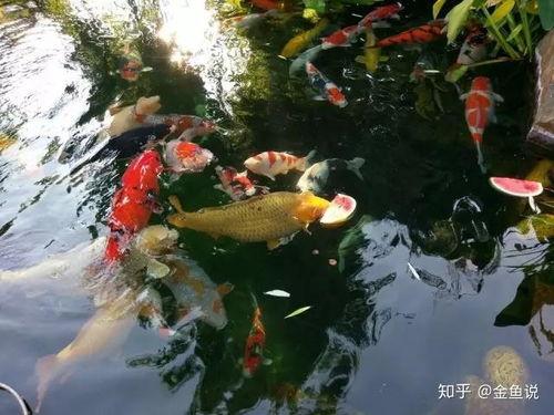 锦鲤也吃瓜,揭秘锦鲤也吃瓜的趣味生活
