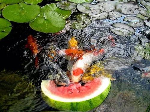 锦鲤也吃瓜,揭秘锦鲤也吃瓜的趣味生活