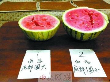 墨尔本留学圈吃瓜,揭秘留学生活中的“吃瓜”趣事