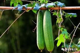 春夏吃三瓜虫草,春夏食三瓜，虫草滋补养生之道