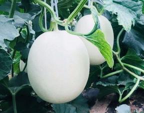 晨空在线吃瓜,揭秘娱乐圈最新“吃瓜”热点