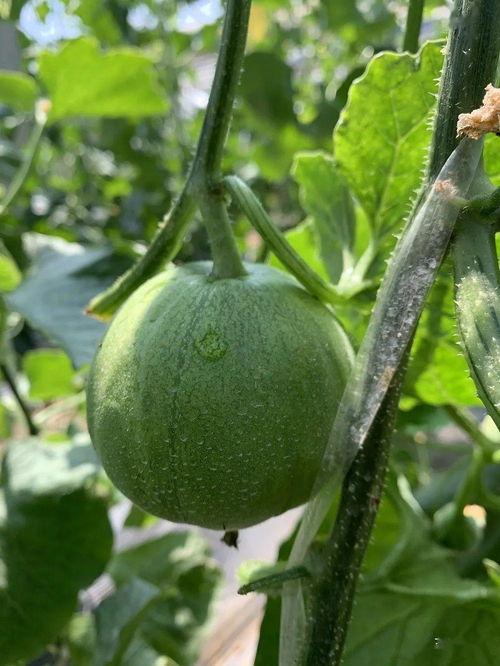 云禾吃瓜,揭秘娱乐圈幕后故事