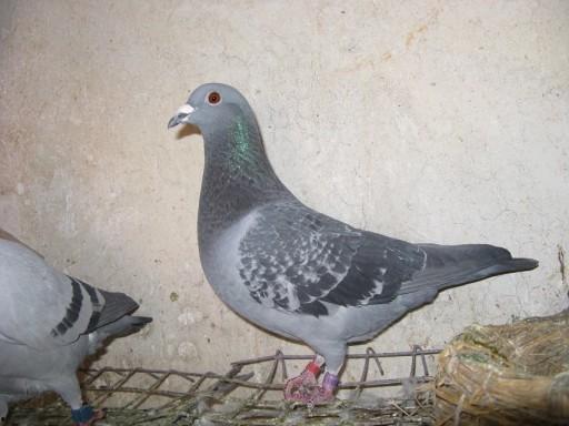 信鸽吃八棱瓜,八棱瓜的独特魅力