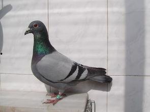 信鸽吃八棱瓜,八棱瓜的独特魅力