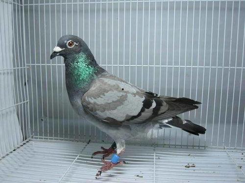 信鸽吃八棱瓜,八棱瓜的独特魅力