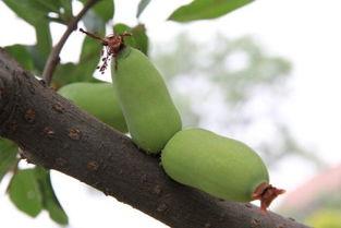 吃瓜小雨海棠,揭秘瓜界新宠儿的魅力人生