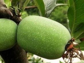 吃瓜小雨海棠,揭秘瓜界新宠儿的魅力人生