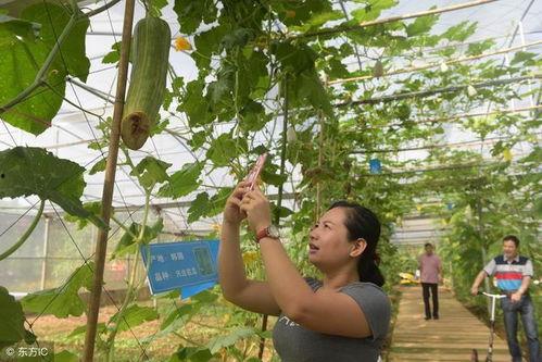 奇瓜哥带你吃瓜,揭秘那些鲜为人知的瓜事