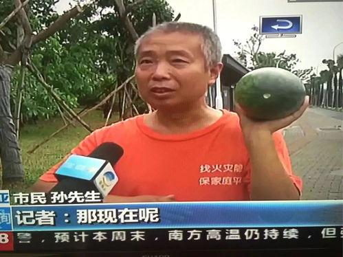 射阳吃瓜事件吃瓜群众,揭秘网络狂欢背后的真相