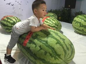 射阳吃瓜事件吃瓜群众,揭秘网络狂欢背后的真相