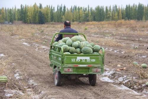 泉州吃瓜的群众,吃瓜群众的热议焦点