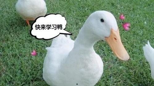 正义鸭鸭鸭吃瓜合集