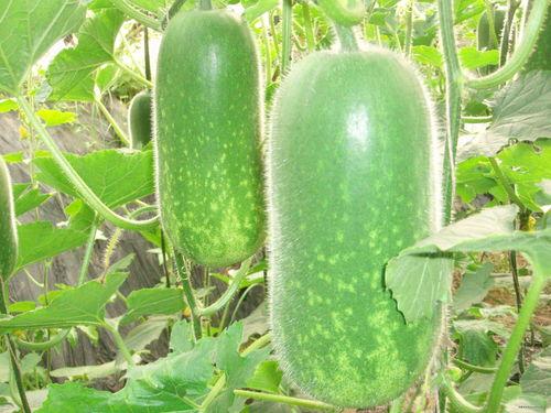 佛手瓜种多久才有瓜吃