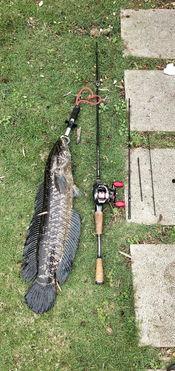 吃瓜群众在线钓鱼,揭秘网络社交背后的趣味与陷阱