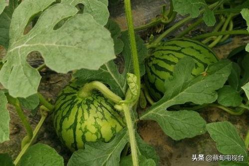 西八吃瓜,揭秘娱乐圈背后的那些事儿