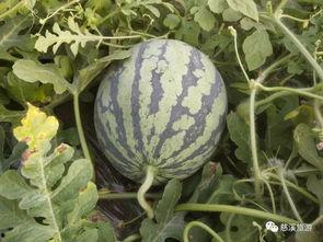 西八吃瓜,揭秘娱乐圈背后的那些事儿