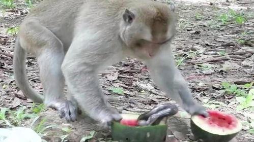 猴子优雅吃瓜瞬间,捕捉自然界的优雅瞬间