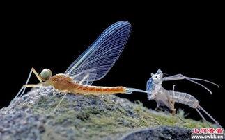 吃瓜的蜉蝣,窥探短暂人生中的欢乐瞬间