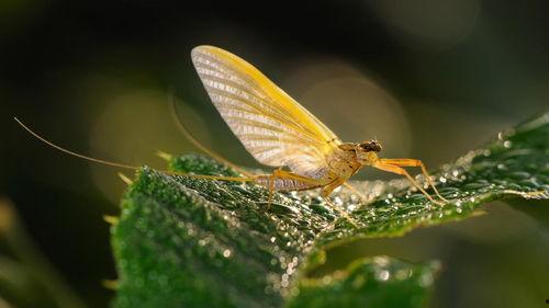 吃瓜的蜉蝣,窥探短暂人生中的欢乐瞬间