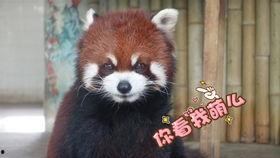 阿巧吃瓜,揭秘娱乐圈那些不为人知的幕后故事