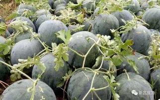 在线吃瓜 新昌,网络“吃瓜”热潮下的地方风情