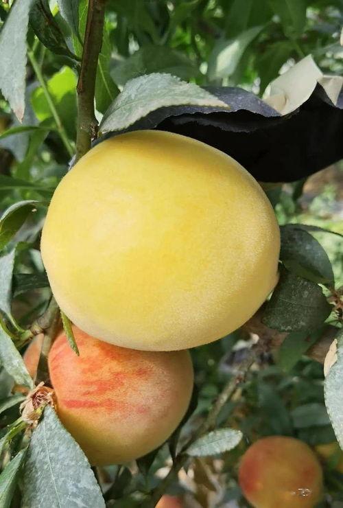 禾禾吃瓜,揭秘瓜界那些事儿