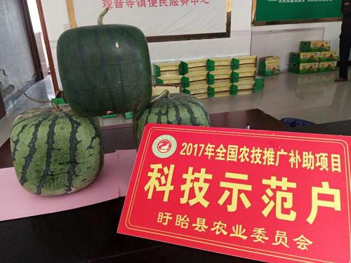 佛.儿瓜怎么吃,探索美味与健康的完美融合