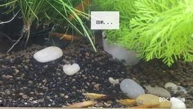 佛.儿瓜怎么吃,探索美味与健康的完美融合