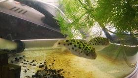 佛.儿瓜怎么吃,探索美味与健康的完美融合