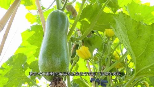 广东叶同学吃瓜,探寻地道美食与风土人情