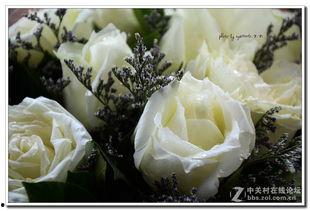 白玫瑰吃瓜,一场甜蜜的吃瓜盛宴