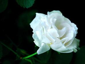 白玫瑰吃瓜,一场甜蜜的吃瓜盛宴