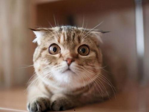 猫吃瓜以后吐,吐出瓜子的秘密