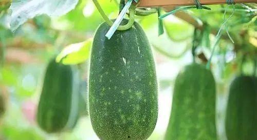 吃瓜眼睛掉了,吃瓜群众不慎眼球脱落，现场直击