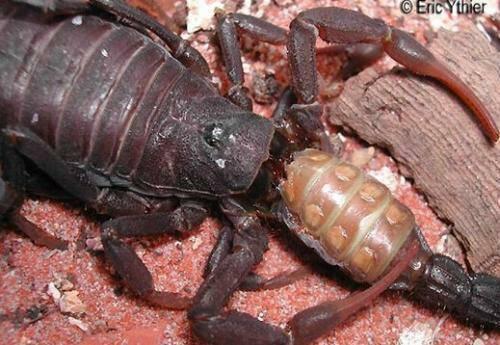 瓜哥吃蝎子,瓜哥勇敢吃蝎子，见证人间奇观