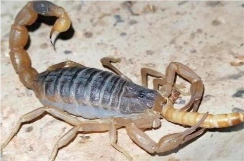 瓜哥吃蝎子,瓜哥勇敢吃蝎子，见证人间奇观