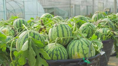 韩城航拍吃瓜视频,一场视觉与味蕾的双重盛宴