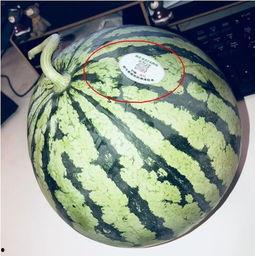 网红吃瓜夸克,揭秘网络红人的幕后故事