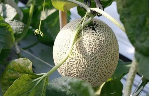 吃瓜 资源,揭秘“吃瓜”背后的资源盛宴