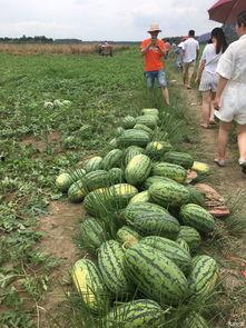 明媚吃瓜,吃瓜群众欢乐多