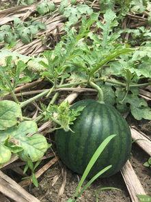 明媚吃瓜,吃瓜群众欢乐多