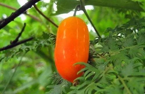 兰瓜如何吃,解锁美味新体验