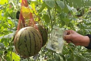 雨歇吃瓜,品味雨歇时光里的甜蜜滋味