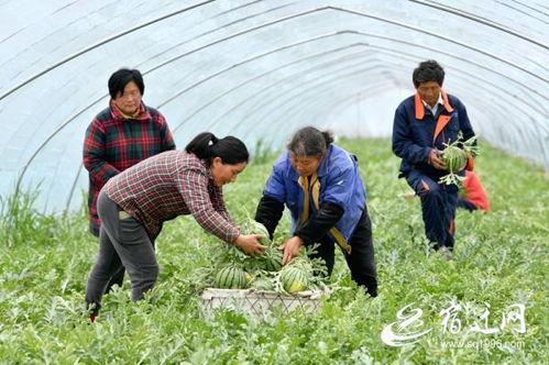 富民路吃瓜,一场热闹非凡的吃瓜盛宴