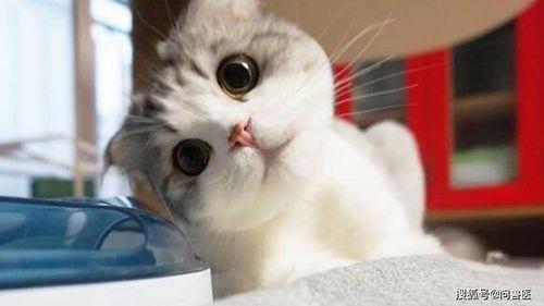 小猫吃瓜爆料视频,萌态可掬萌翻网友