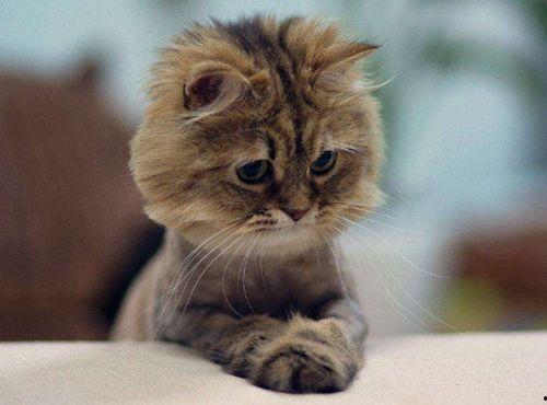 小猫吃瓜爆料视频,萌态可掬萌翻网友