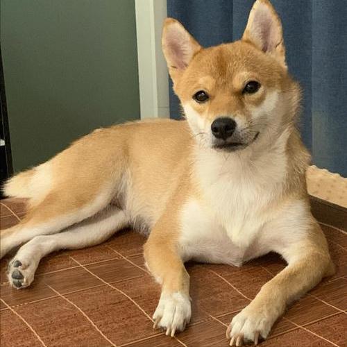 吃瓜的土狗,揭秘娱乐圈背后的真实故事